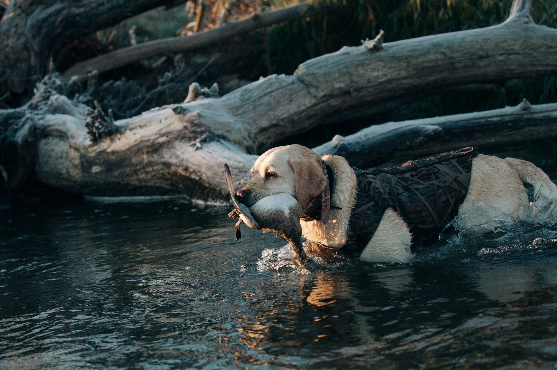 A hunting dog in a life vest retrieves a duck from the lake.