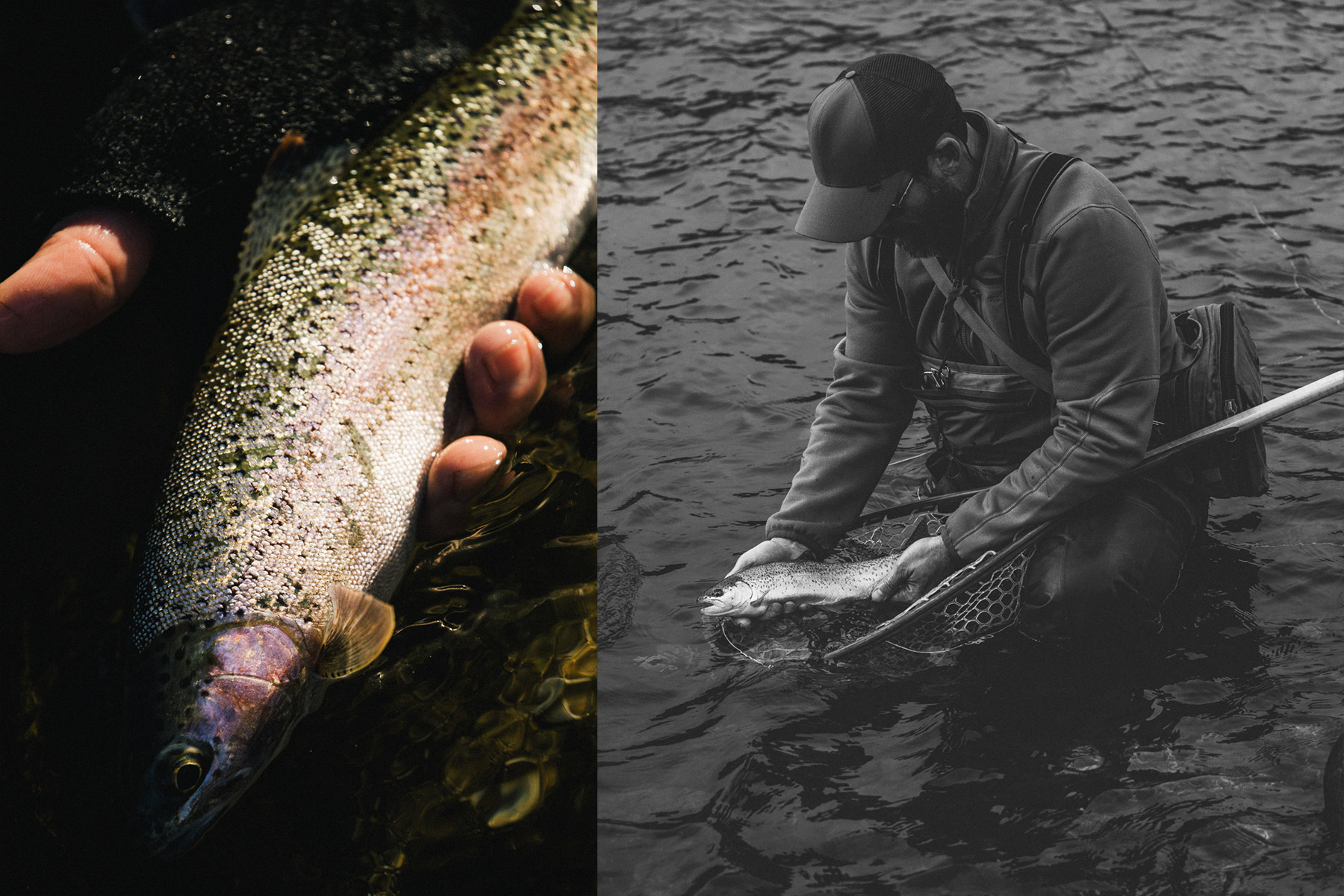 Split image: Left side shows a close-up of a person holding a shiny fish; right side is a black and white photo of someone kneeling in water, releasing a fish into a net.