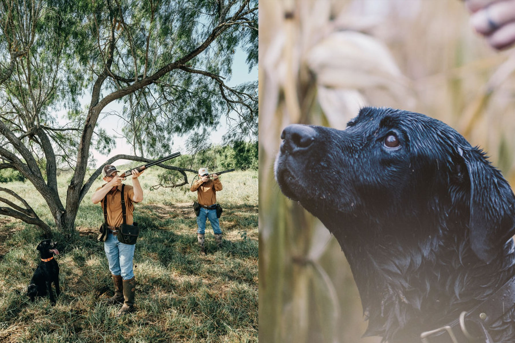 black labs hunting with their owners as they raise their shot guns to hunt.