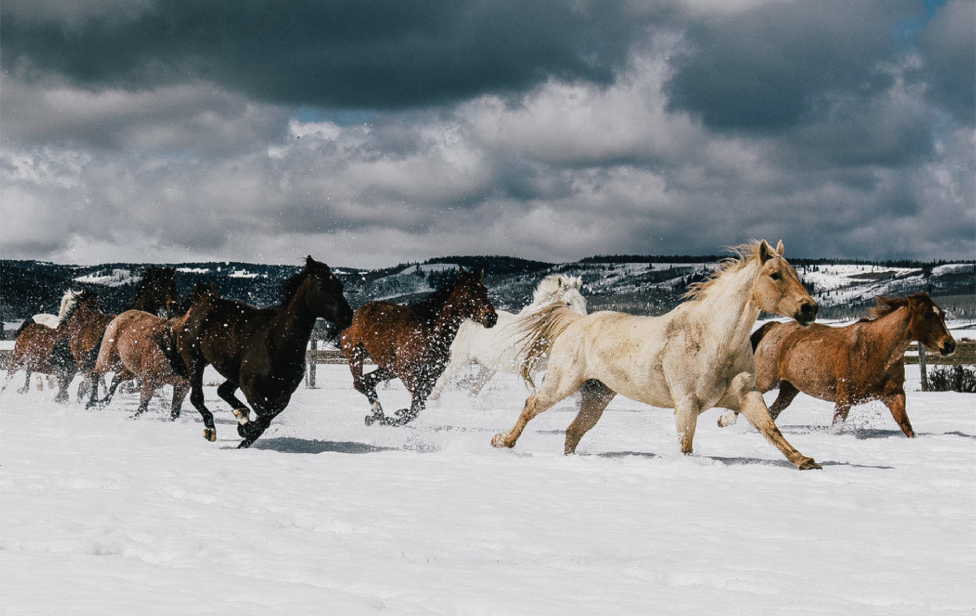 A group of horses, including a prominent white horse, run through a snowy field with mountains behind them, captured in stunning detail by Washington fashion and apparel photographer Travis Gillett. Snow flies up around their hooves as they gallop.