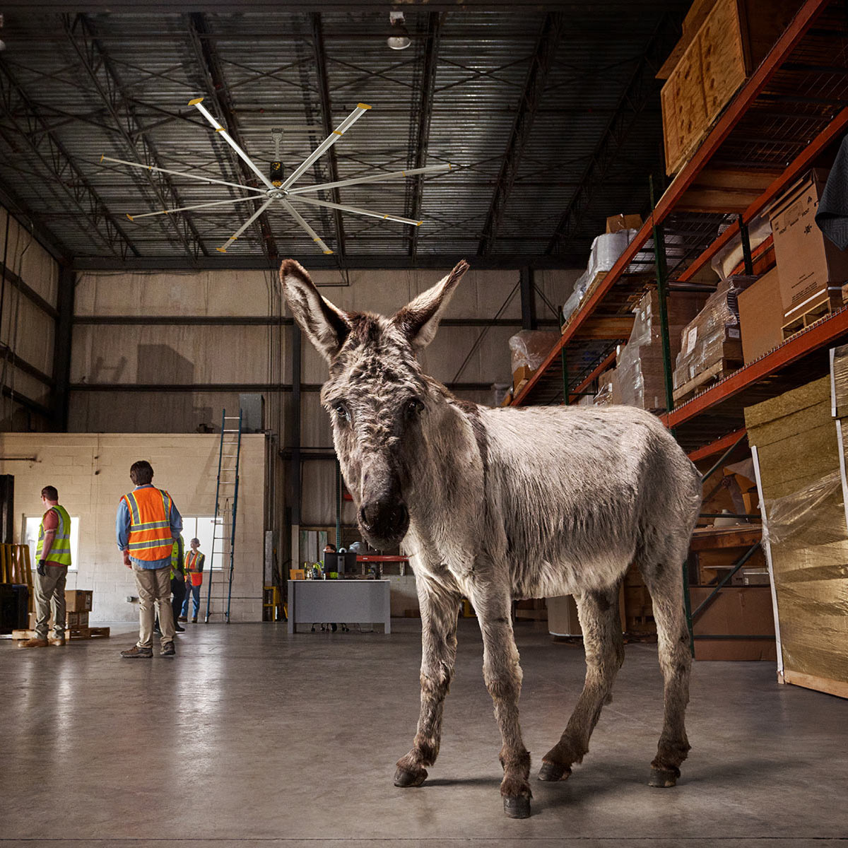 A donkey stands in the middle of a warehouse with shelves of boxes, while several workers in safety vests are seen in the background, captured by NYC advertising photographer Jonathan Hanson.