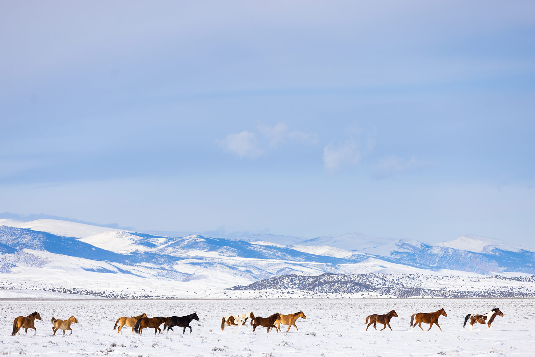 A herd of wild horses walks across a snowy plain with snow-covered mountains and a cloudy blue sky in the background, captured by Sofia Jaramillo for an outdoor apparel production company.