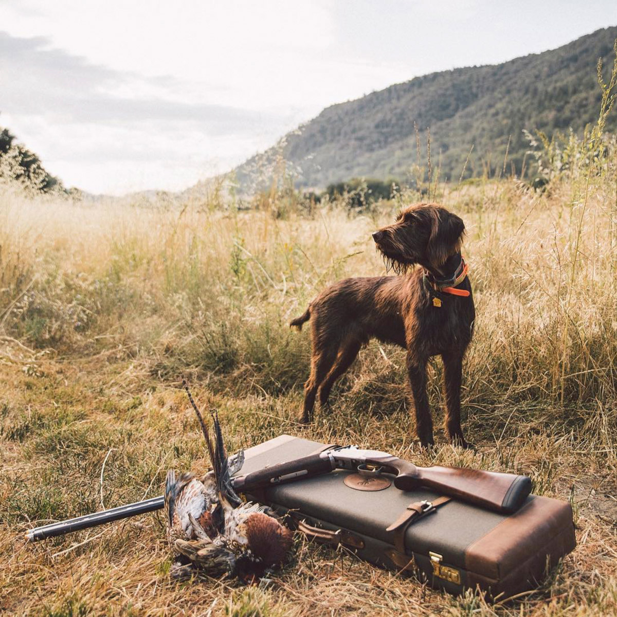 A brown hunting dog stands alert in a grassy field near a shotgun, a gun case, and two pheasants, capturing the rugged charm of rancher workwear against hills and a cloudy sky—perfect for any commercial photographer’s lens.