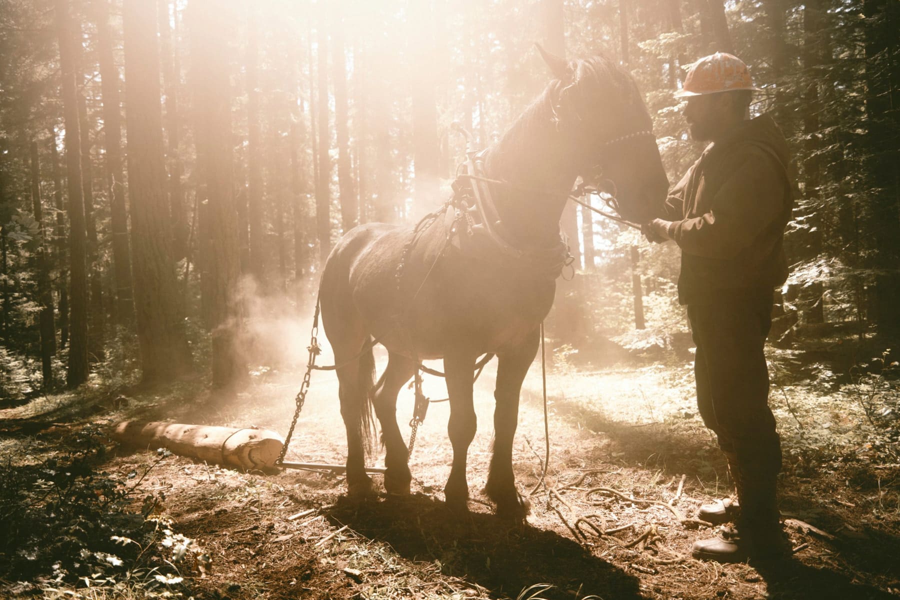 A man in work gear stands beside a horse harnessed to a log in a sunlit forest, with light streaming through the trees and dust rising from the ground, evoking the rugged spirit of a cowboy.